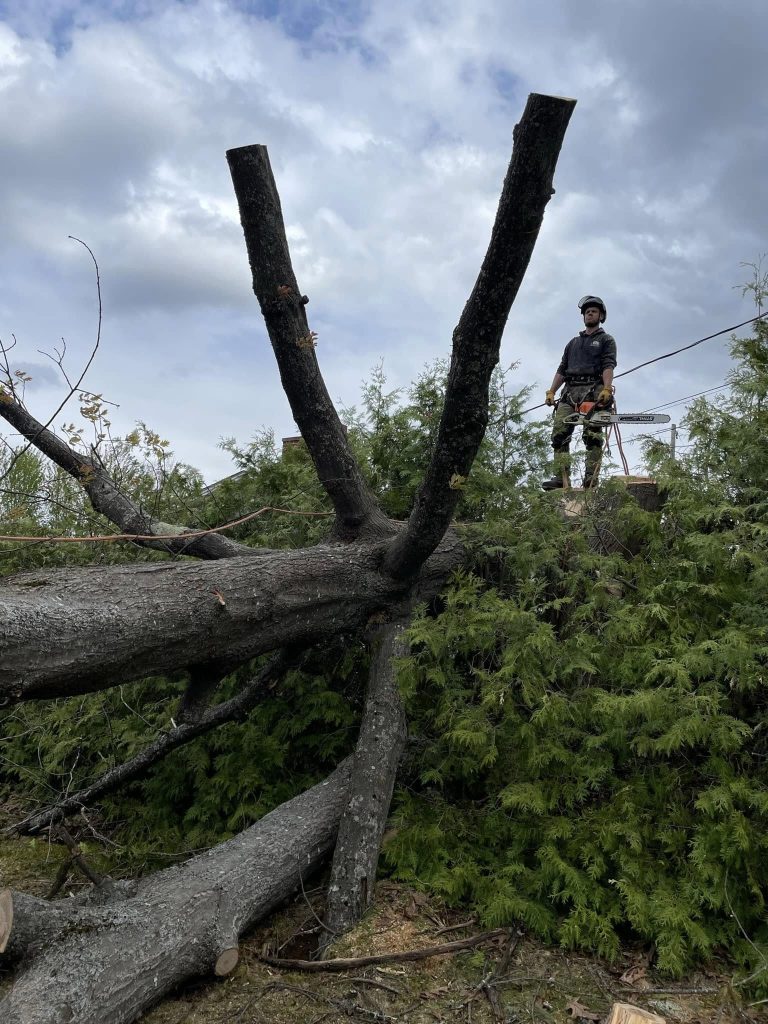 An image of a fallen tree that has been cut and is lying across a small hill or embankment.