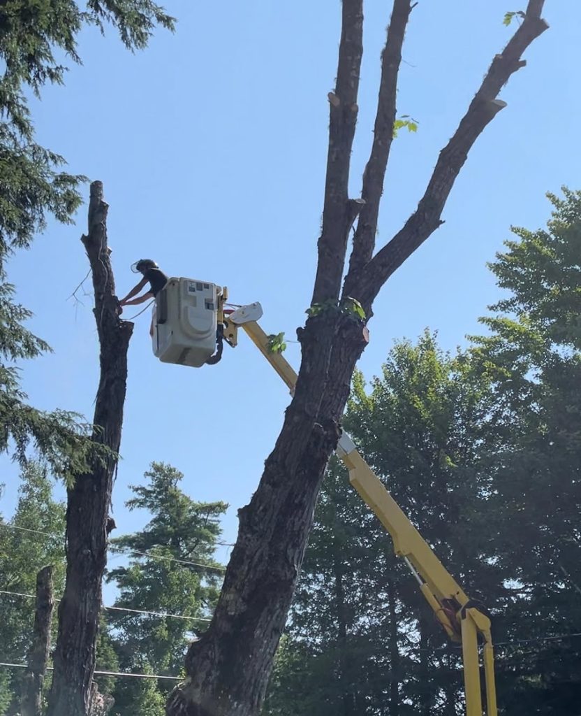 A worker in a bucket lift trimming or cutting branches from a tall tree.